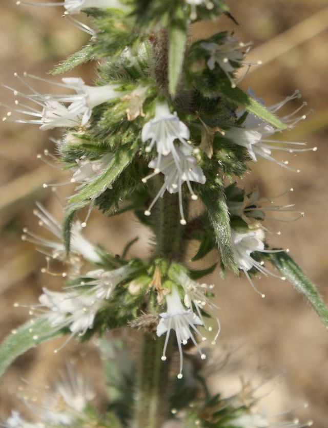 Echium italicum